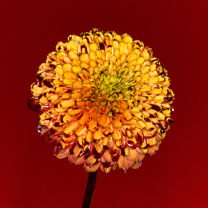 找个老淑女泻火视频
